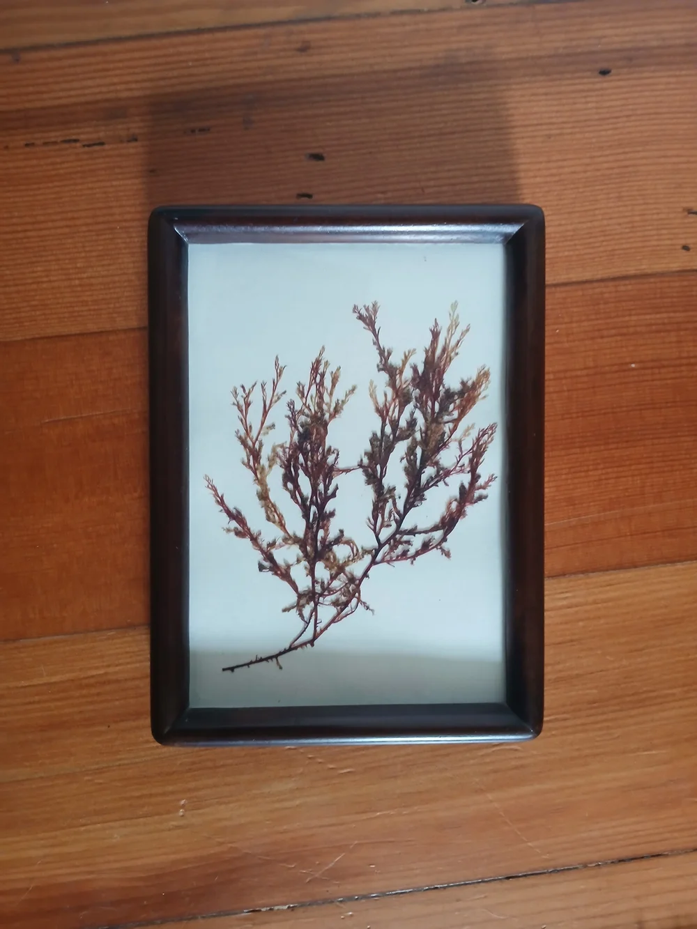 Framed Botanical Wall Art - Brown Frame with Rust Accent Print
